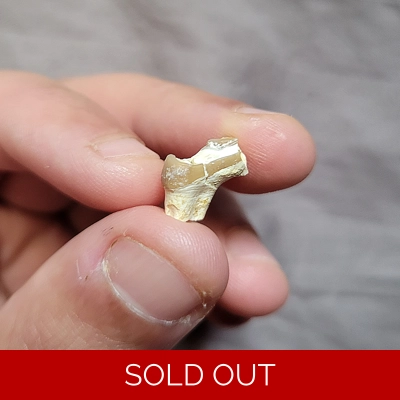 Ultra Rare Synthetoceras Slingshot Horned Miocene Deer Tooth Mammal Fossil Ultra Rare Synthetoceras Slingshot Horned Miocene Deer Tooth Mammal Fossil